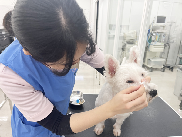 モデル犬の体のケア！